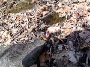 Skunk Cabbage, Williams Township, Northampton County