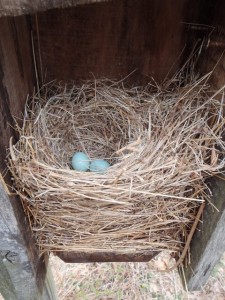 Bluebird Eggs 4.22.13