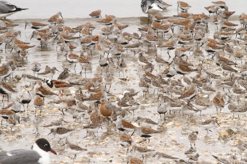 Group shot (of birds) for RedKnot blog
