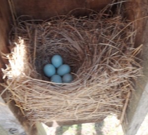 Five Bluebird Eggs