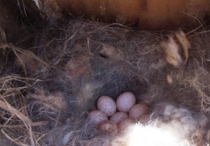 Chickadee Nest w/ 8 eggs