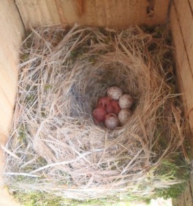 Chickadee Hatching 5/12/13