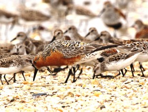 Red Knot for blog