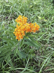 Butterfly-weed (Asclepias tuberosa)] by Russell Rogers
