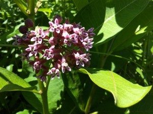 Common milkweed (Asclepias syriaca) by Russell Rogers
