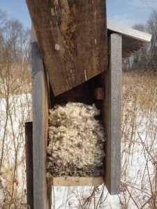 Mouse Nest in Bluebird Box