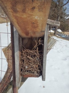 Wren Nest