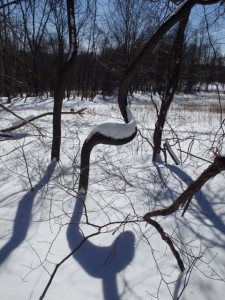 Snowy tree and shadow