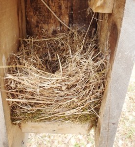 Bluebird nest 4.23.14