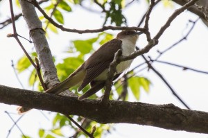 ENORMAN Black-billed cuckoo