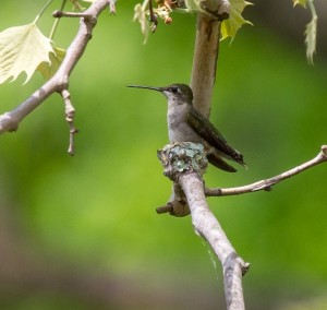 ENORMAN hummingbird on nest
