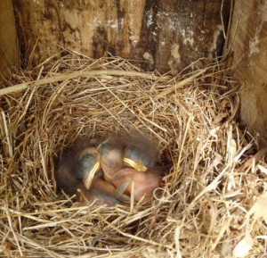 Bluebird babies