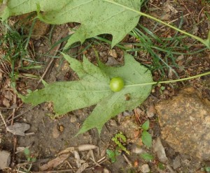 Oak leaf gall