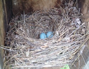  2 Bluebird Eggs