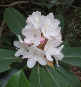 Rhododendron 6.30.14