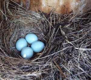 Four Bluebird Eggs