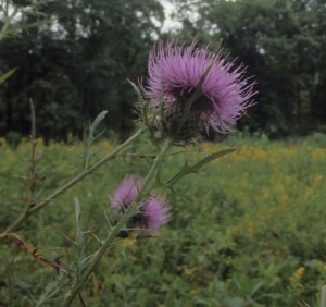 Thistle and goldenrod