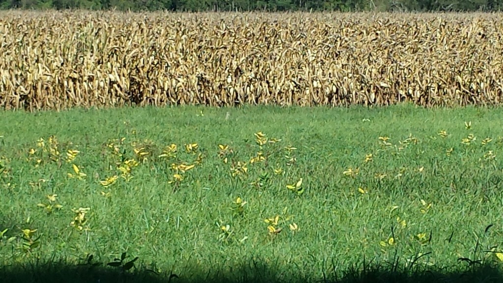 Field with milkweed