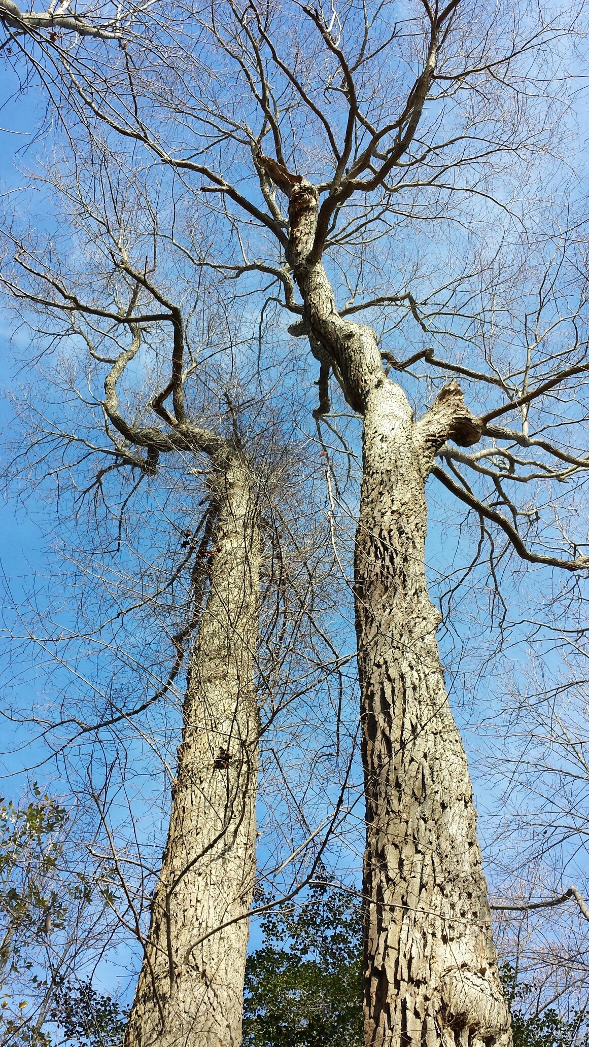 Chestnut Swamp Oak & Sour gum standing tall