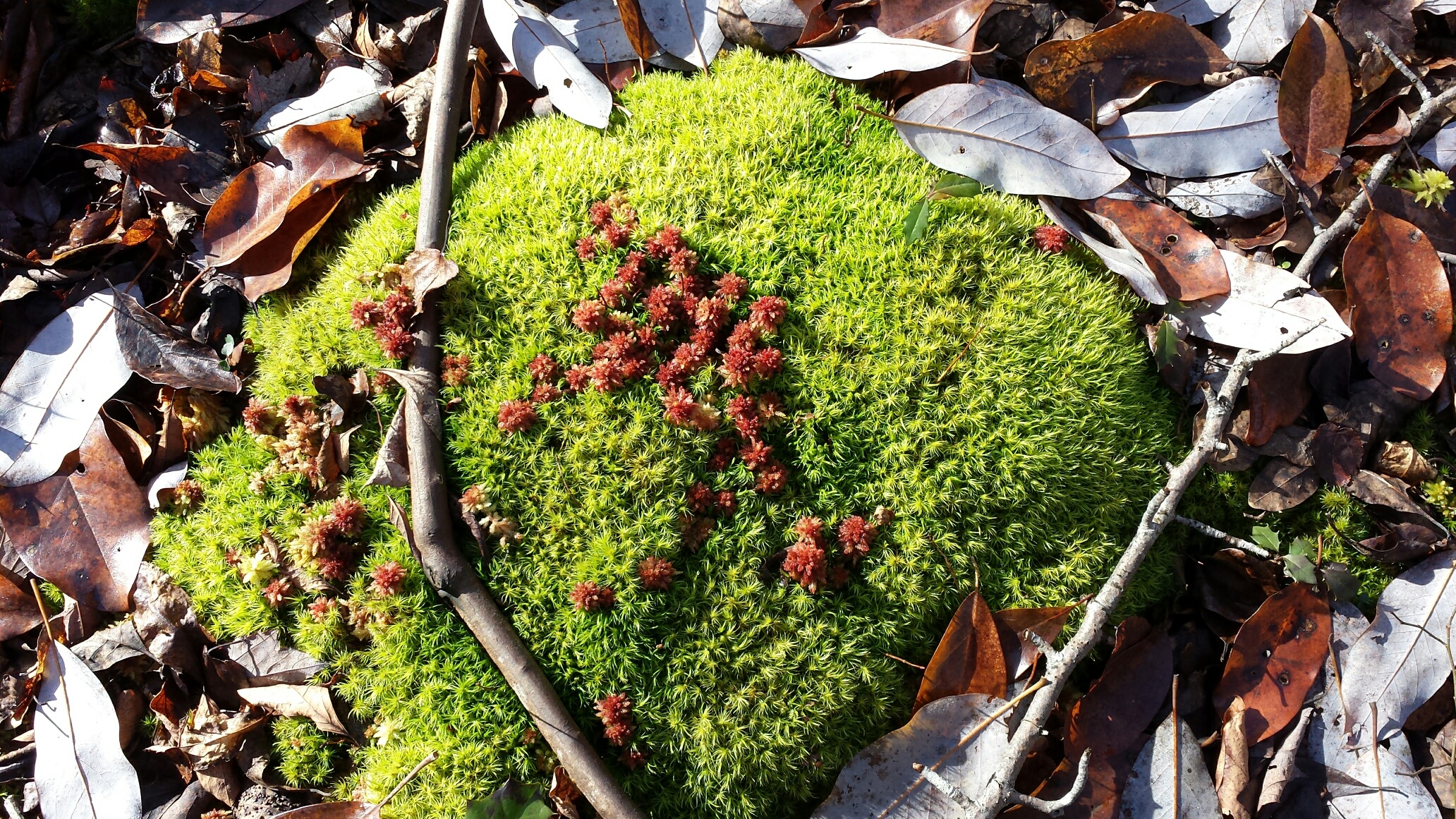Moss on leafy floor