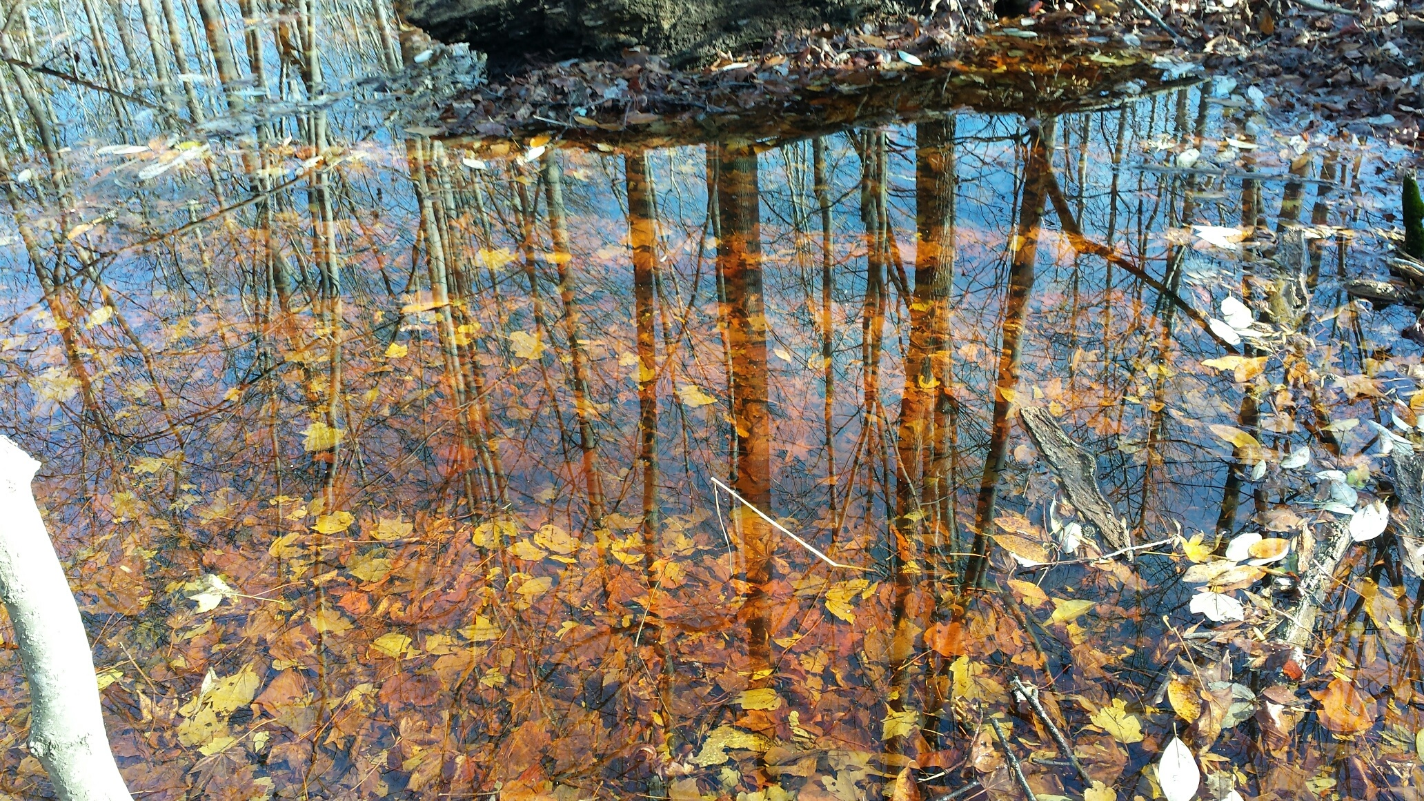 Watery Forest Floor