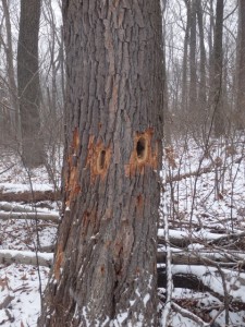 Pileated holes