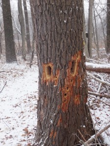 Pileated holes 2