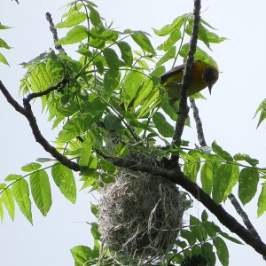 Female Baltimore Oriole and Nest