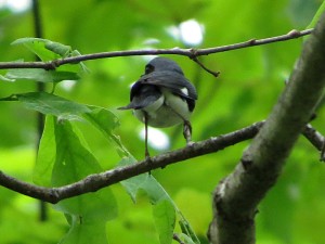 The tail end of a Black-throated Blue Warbler