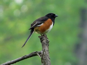 We had a good view of an Eastern Towhee