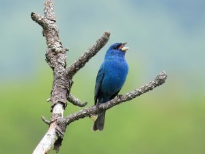 This Indigo Bunting was brilliant and perched in the wide open.