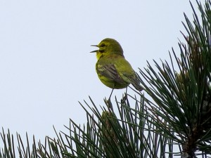 Notice how this Prairie Warbler is perched on the tips of pine needles.