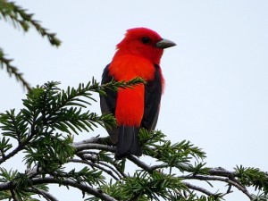 This Scarlet Tanager was so scarlet that we weren't sure it was real at first.