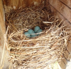 Five Bluebird Eggs