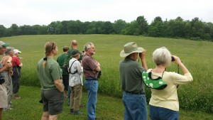 Meadow viewing
