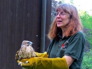 Red-shouldered Hawk about to be released.  Photo by Carole Mebus.