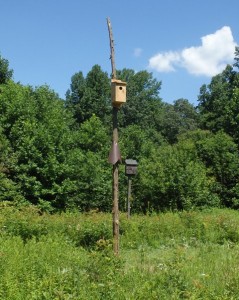 Kestrel box with bat box in the background