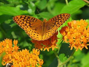 Great Spangled Fritillary on Butterfly Weed