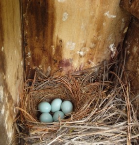 May 21.  Five eggs.