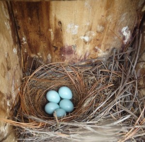 May 28.  Still five eggs.