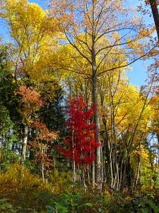 Red Maple on the forest edge.