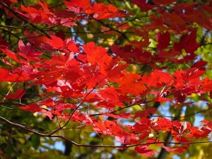 Red Maple Foliage