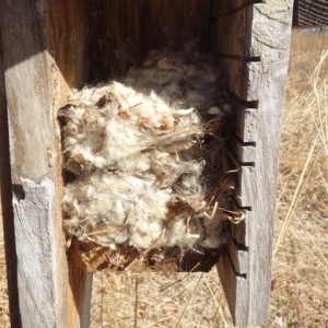 A mouse over-wintered in this nest box.