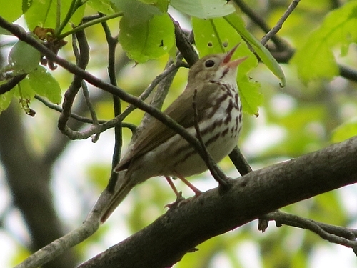 Ovenbird singing.