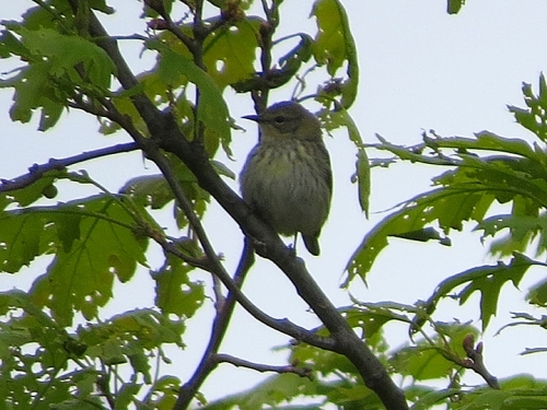 Immature Cape May Warbler