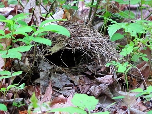Ovenbird nest right beside a trail.
