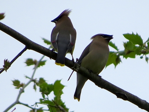 Courting Cedar Waxwings by Carole Mebus.