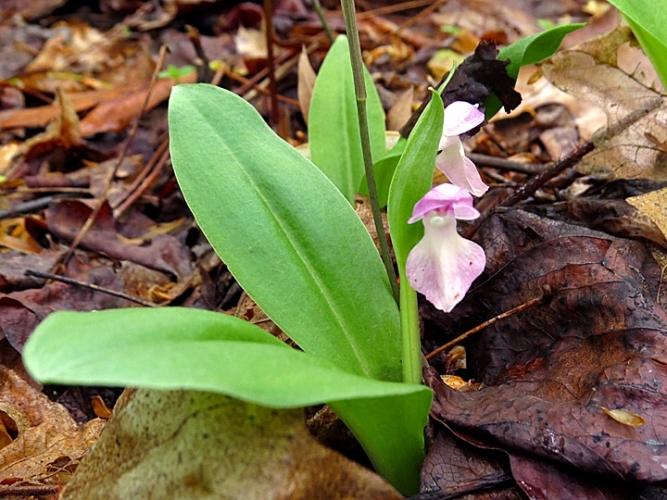 Showy Orchis