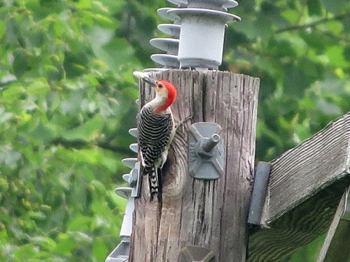 Red-bellied Woodpecker, with what we think is a cocoon.