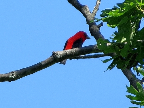Scarlet Tanager with a blue sky.